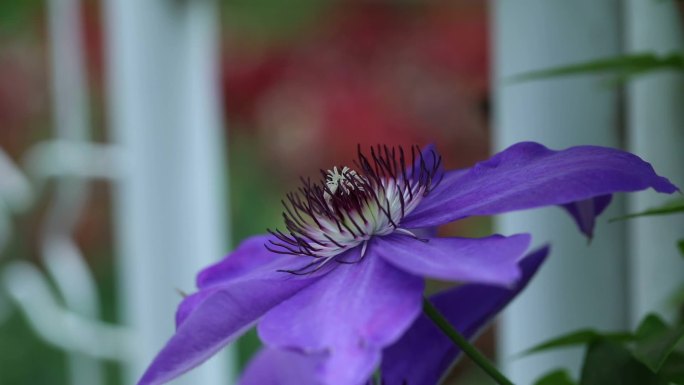 铁线莲 花 植株 铁线牡丹