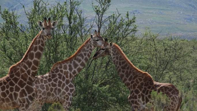 长颈鹿在大自然中漫游