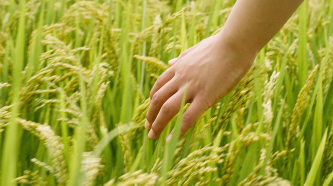 水稻丰收水稻生长成熟收获手抚水稻