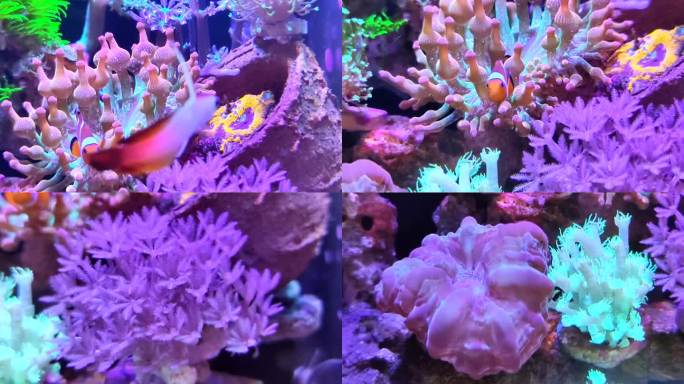 海底世界里的小丑鱼与海葵的有趣共生关系