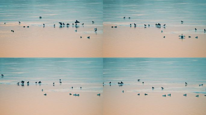 寒冬-黄昏-一群在冰上玩耍的乌鸦