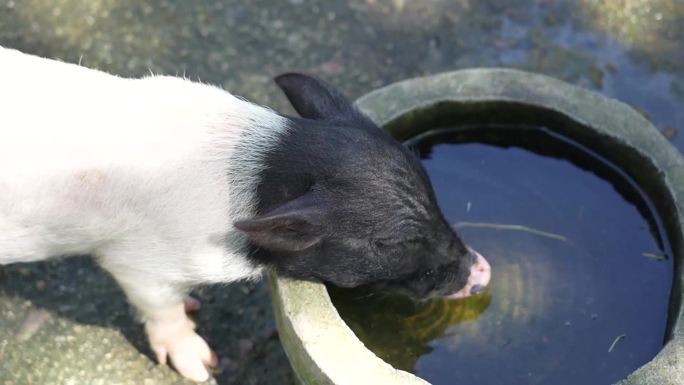 动物园香猪喝水