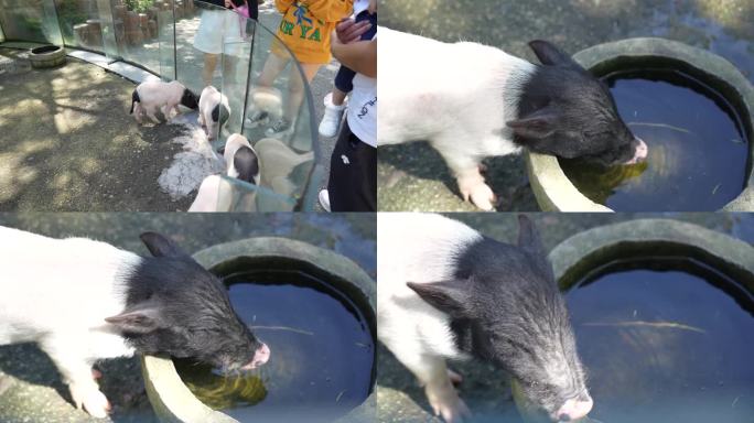 动物园香猪喝水
