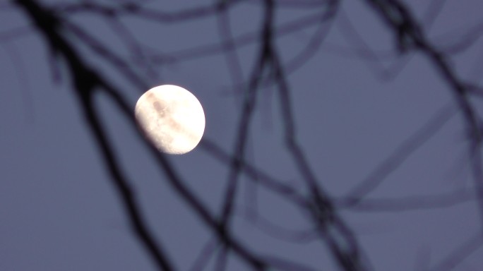 月夜夜晚夜空明月月亮念月树枝树林树梢