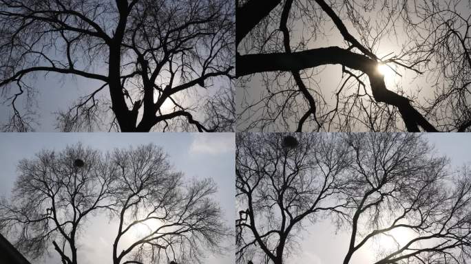 冬天 树杈 逆光
