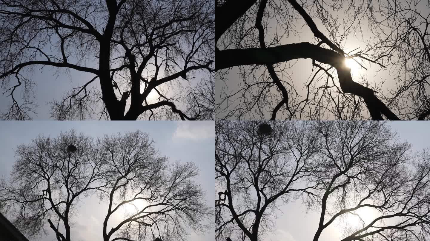 冬天 树杈 逆光