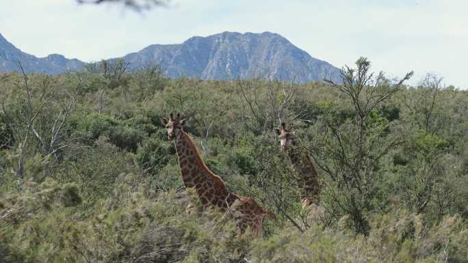 长颈鹿在大自然中漫游