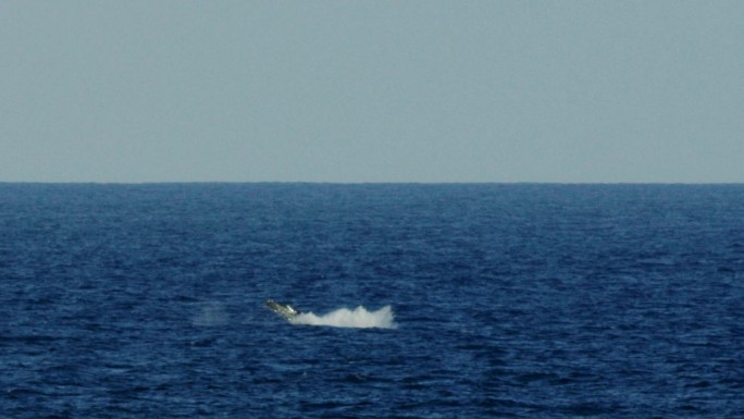 座头鲸闯入夏威夷水域