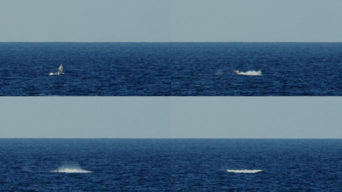 座头鲸闯入夏威夷水域