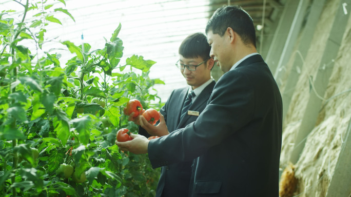 蔬菜大棚采摘西红柿装车发货