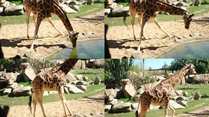 长颈鹿长颈鹿喝水