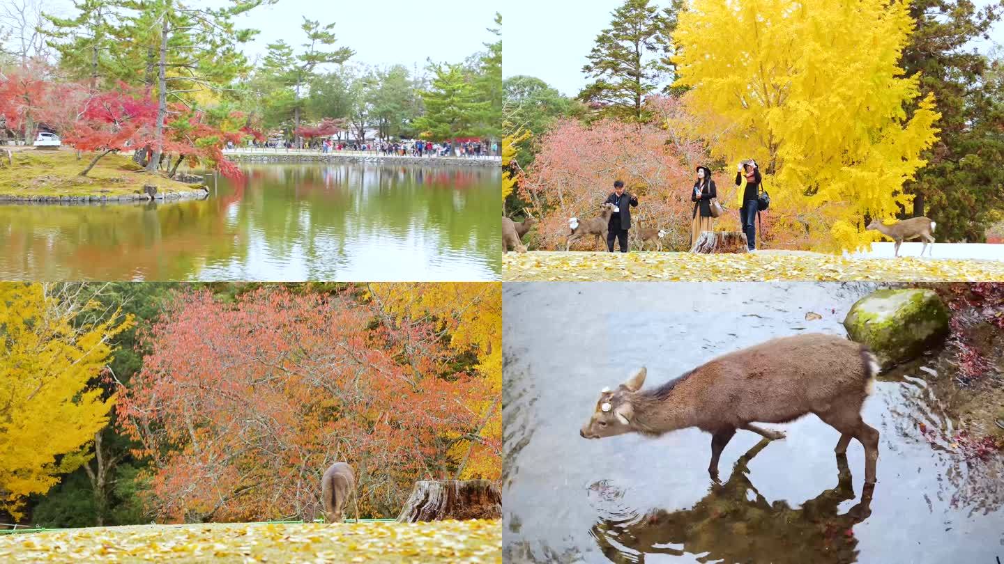 日本奈良公园小鹿4K视频合集