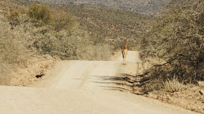 长颈鹿在野生动物保护区阳光明媚的土路上行走