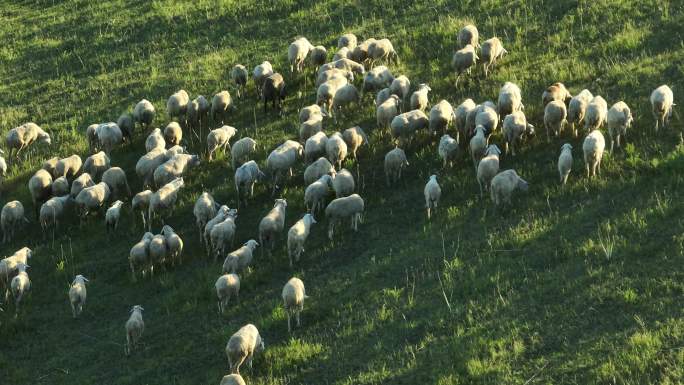4K羊群