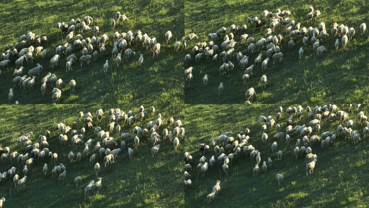 4K羊群