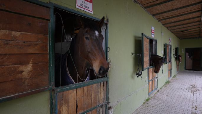 马在谷仓里向外看田野。为竞争做好准备。