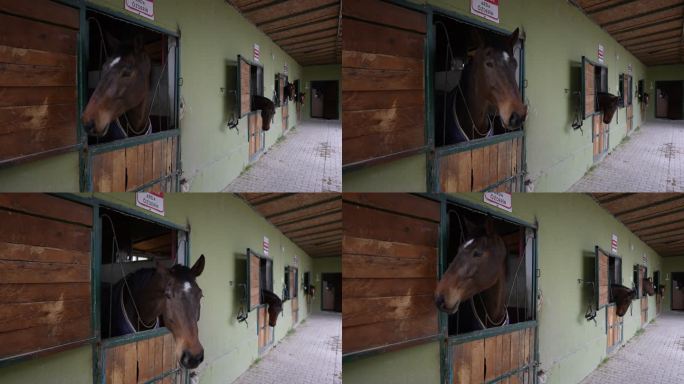 马在谷仓里向外看田野。为竞争做好准备。