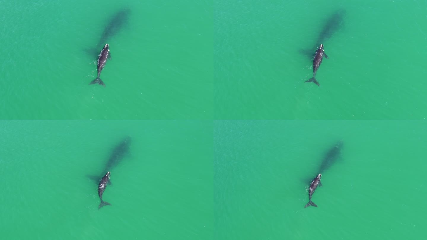 南露脊鲸在开普敦的假海湾玩耍