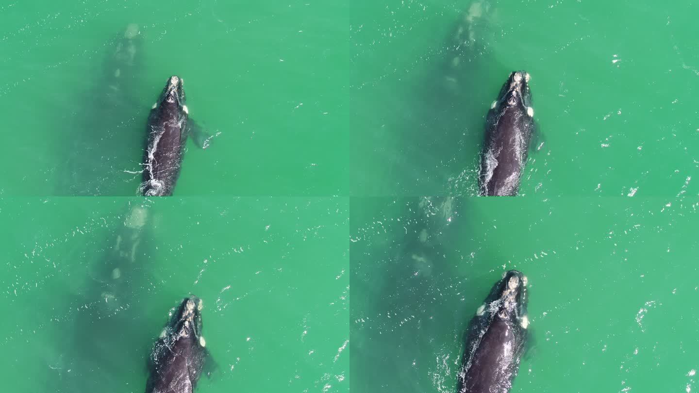 南露脊鲸和它的母亲一起游泳