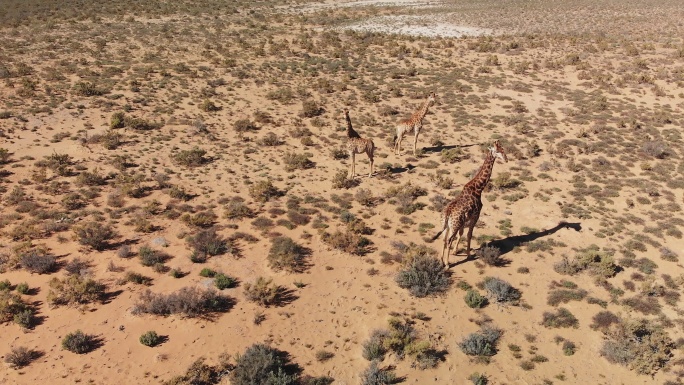长颈鹿站在阳光明媚的偏远地区