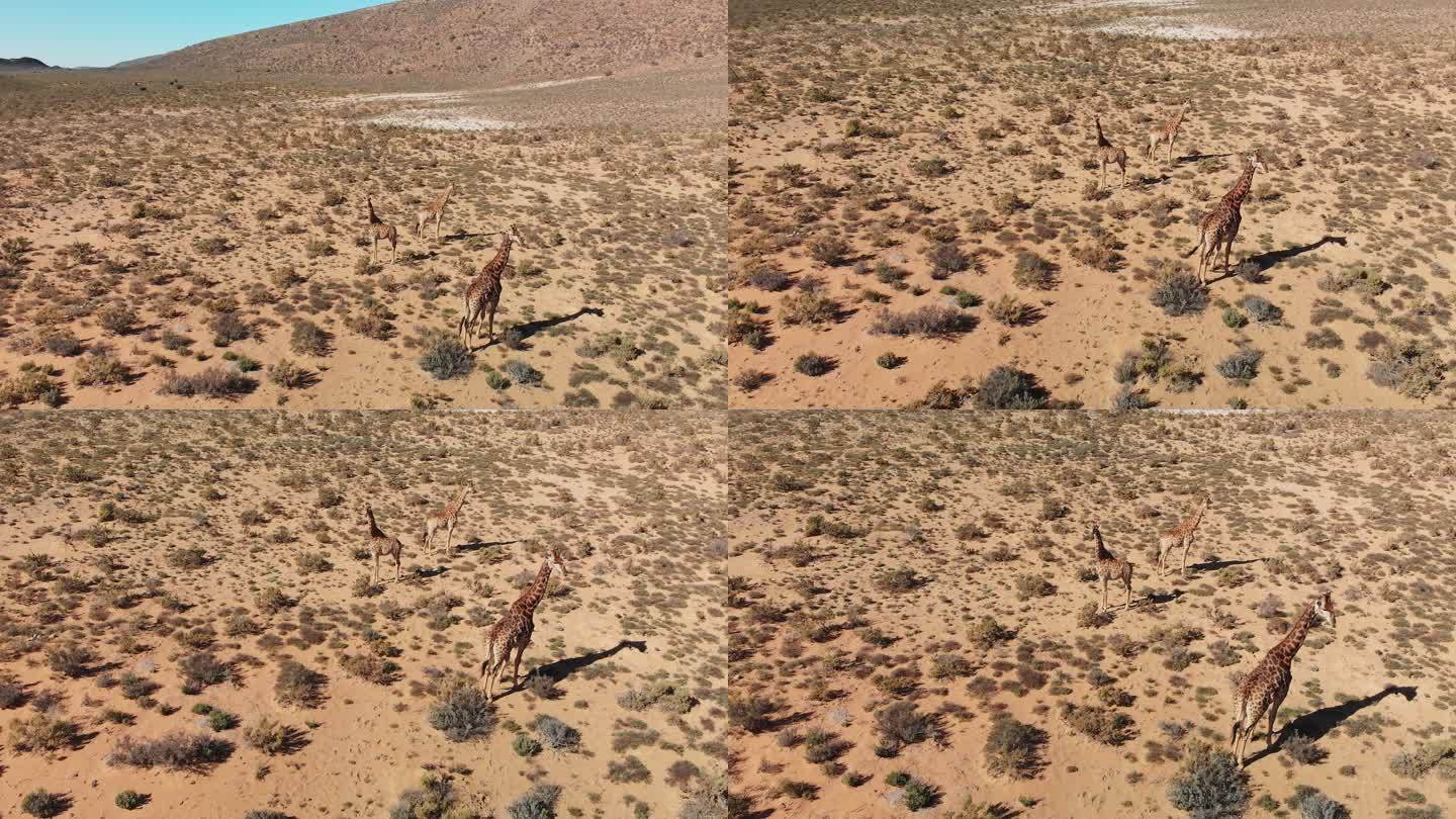 长颈鹿站在阳光明媚的偏远地区