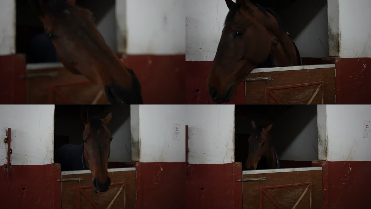 棕色的马从马厩的窗户向外看。