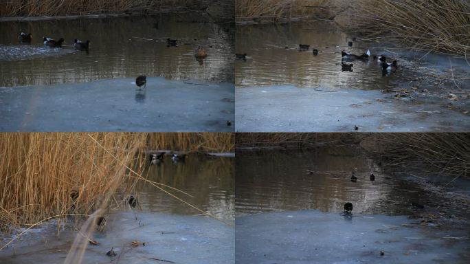 冬季河中水鸭捕鱼吃食游水小水鸭觅食实拍