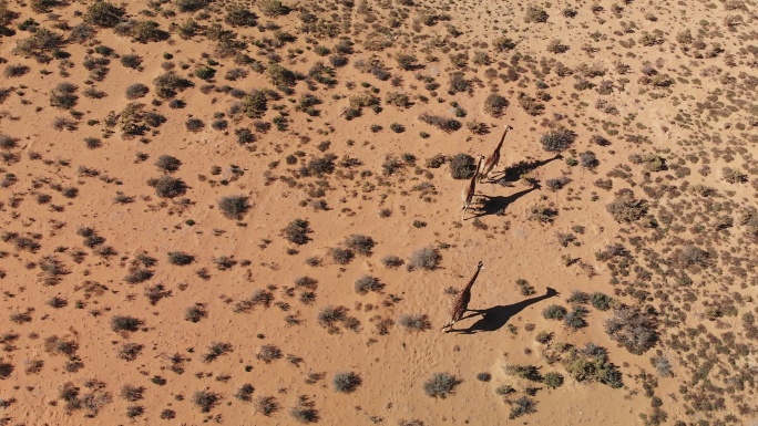 长颈鹿漫步在阳光明媚的偏远地区