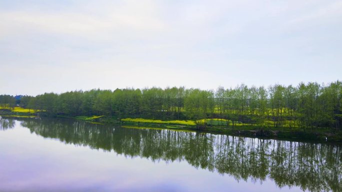 河流树林油菜花郊外绿色村庄航拍远景