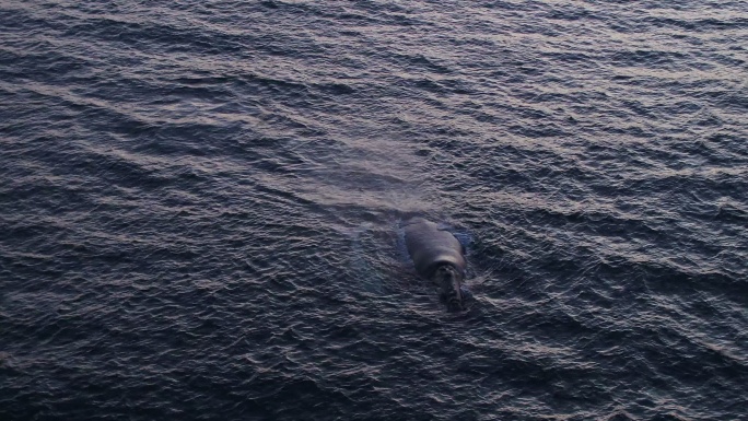 两只鲸鱼闯入海面航拍海水