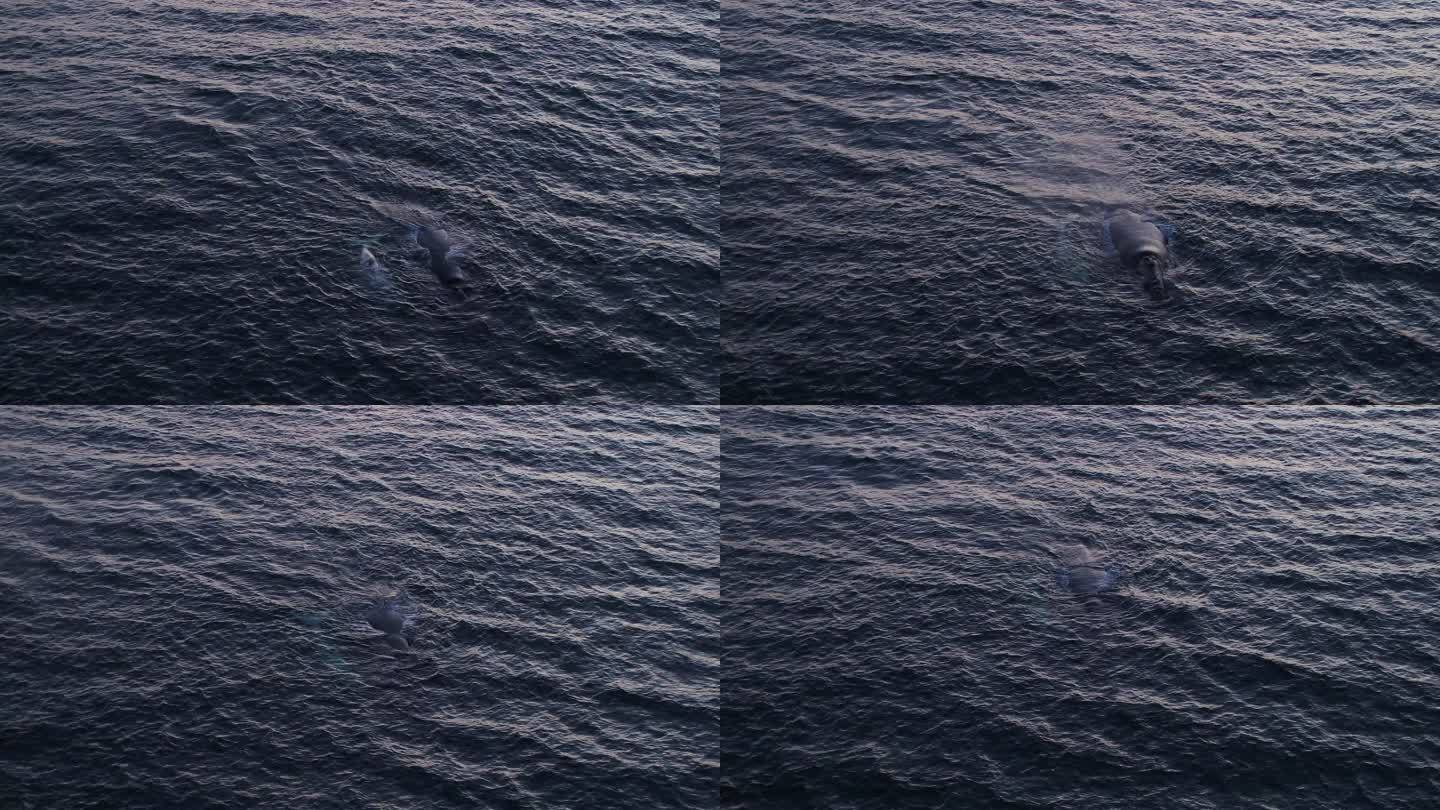 两只鲸鱼闯入海面航拍海水