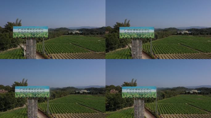 增城小楼迟菜心生产基地-航拍-农产品01