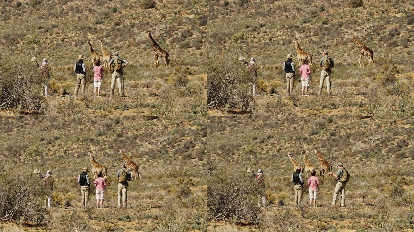 野生动物园旅行团在阳光充足的野生动物保护区观看长颈鹿