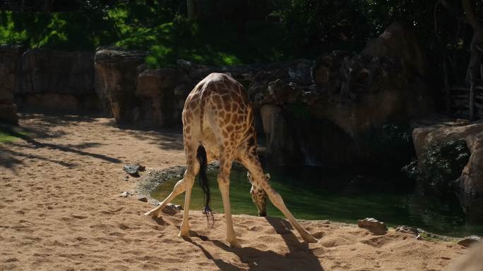 长颈鹿动物喝水阳光