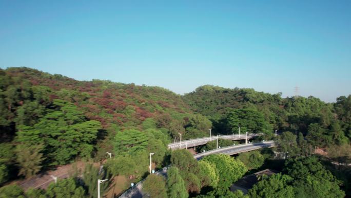 短片片头绿色大山大景开场丛林道路淇澳岛