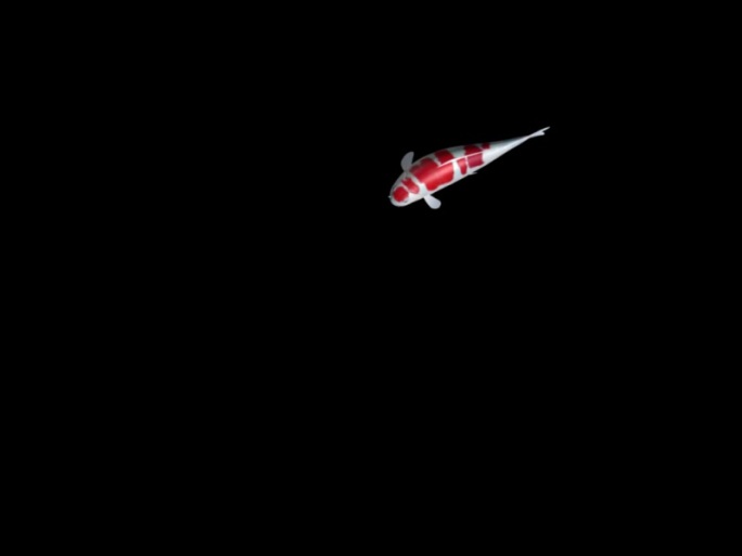 闪电纹红白锦鲤的三维动画
