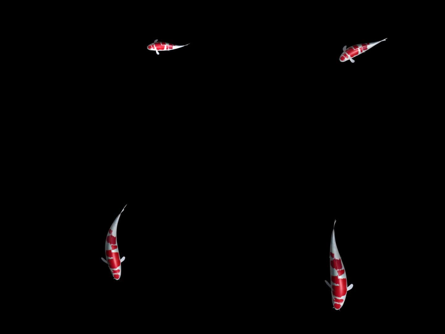 闪电纹红白锦鲤的三维动画