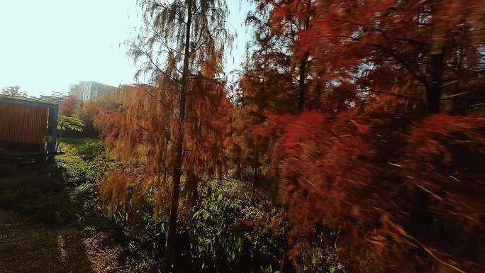 广州湿地公园秋日红色落羽杉航拍4K视频