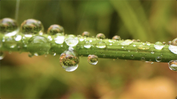 水珠雨珠雨露水滴森林水滴绿色大自然雨森林
