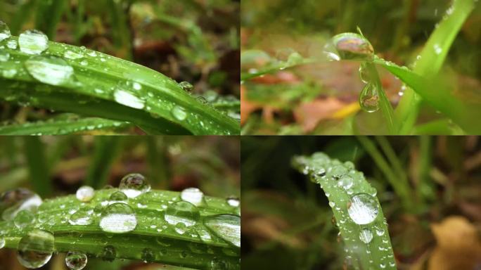 水珠雨珠雨露水滴森林水滴绿色大自然雨森林