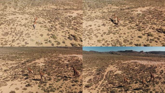 长颈鹿漫步在阳光明媚的偏远地区