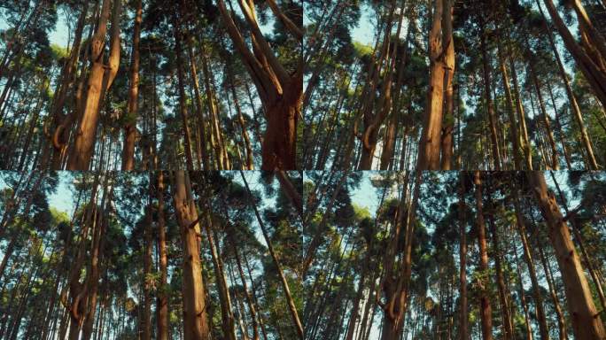 森林树木光影