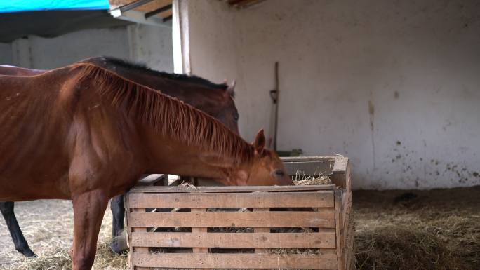 两只棕色的马在马厩里吃草包