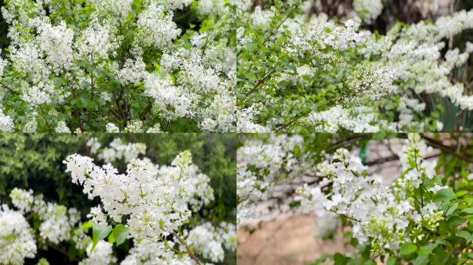 美丽多姿、丁香花、花视频素材 01