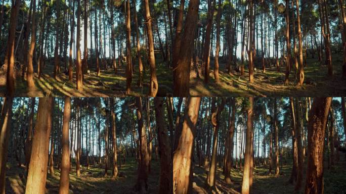 树林树木阳光光影绿色自然生态