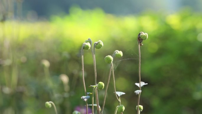 打破碗花花 花 果实 植株