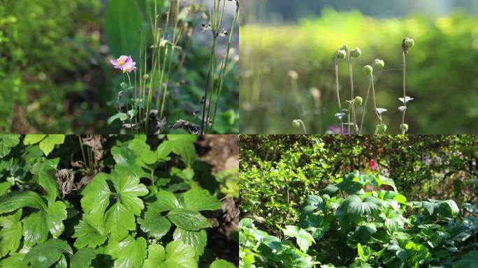 打破碗花花 花 果实 植株