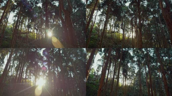 阳光透过森林树木