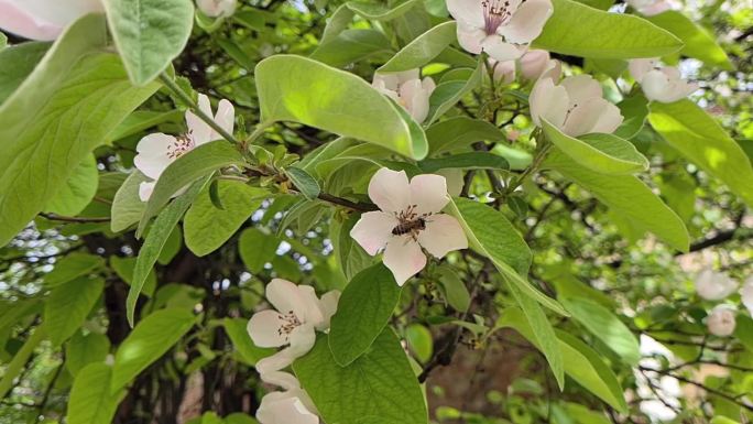 蜜蜂在春天采集花粉