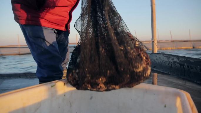 冬天扬州高邮湖渔家生活芦苇打芦席捕鱼丰收